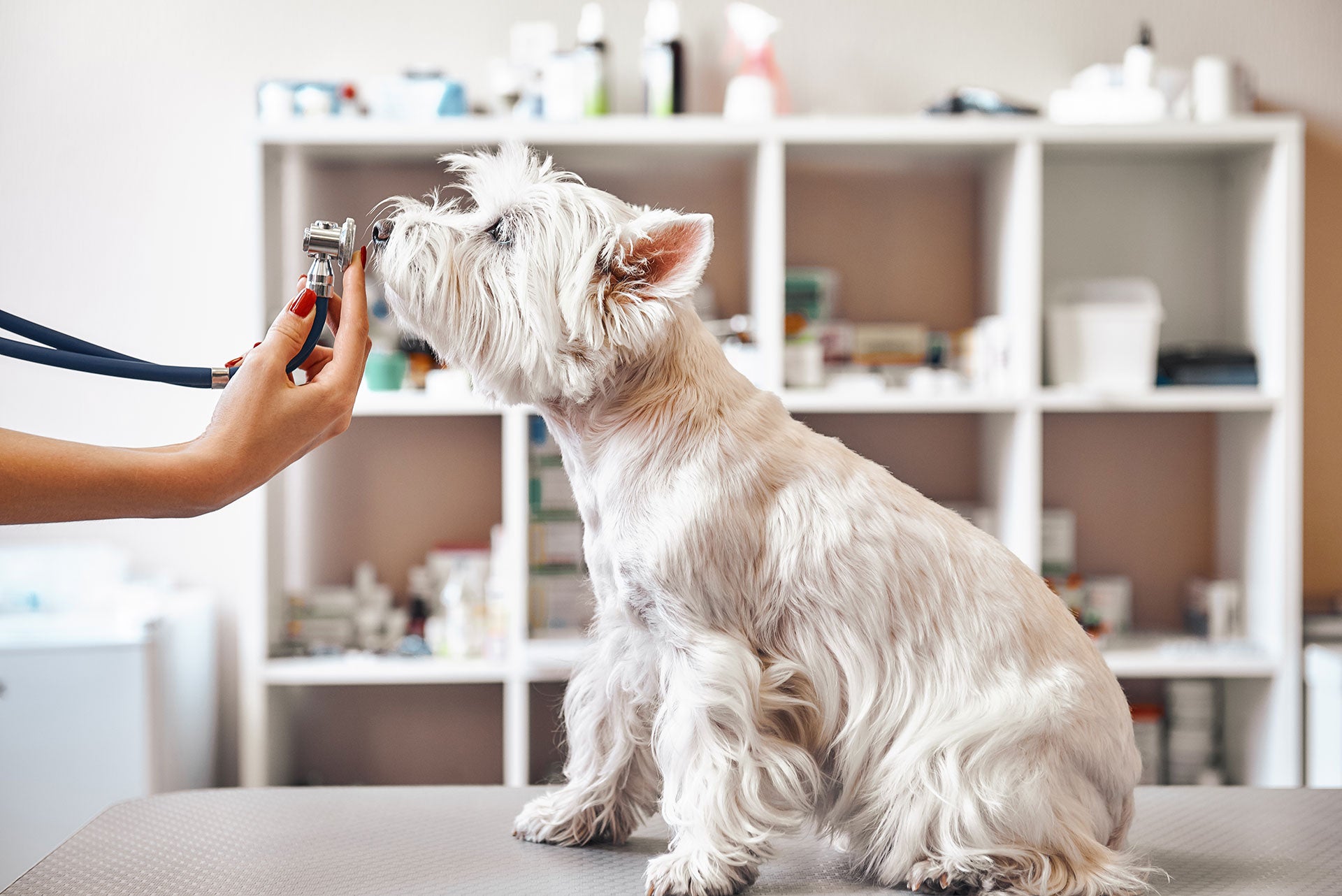 The best help for dogs with digestive problems